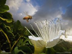 Tapeta National Geographic 296.jpg